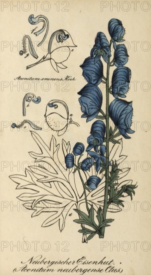 European poisonous plants, Aconitum neubergense, form of the aconite Aconitum napellus, authentic, digitally restored reproduction from a 19th century original, Eduard Winkler (1799-1862), book All poisonous plants in Germany, exact date of depiction unknown, historical