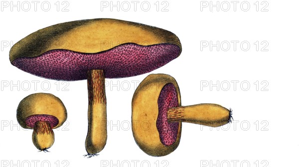 European poisonous plants, reticular witch bolete, Suillellus luridus, Syn. Boletus luridus, digitally restored reproduction from a 19th century model, exact date of depiction unknown, historical