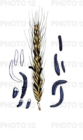 European poisonous plants, ergot, poisonous permanent form, sclerotium, of the fungus Claviceps purpurea, digitally restored reproduction from a 19th century original, exact date of presentation unknown, historical