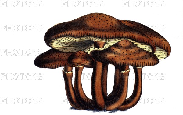 European poisonous plants, Dark Honey Ash or Common Honey Ash, Armillaria ostoyae, Syn. Armillaria polymyces, Armillaria solidipes, digitally restored reproduction from a 19th century model, exact date of depiction unknown, historical