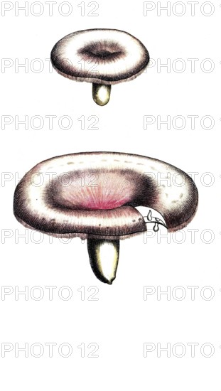 European poisonous plants, birch milking, Lactarius torminosus, Agaricus torminosus, digitally restored reproduction from a 19th century model, exact date of depiction unknown, historical