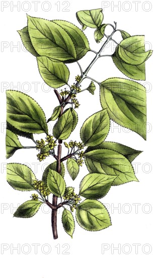 European poisonous plants, Purgier buckthorn, Rhamnus cathartica, digitally restored reproduction from a 19th century model, exact date of presentation unknown, historical