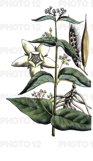 European poisonous plants, white swallowwort, Cynanchum vincetoxicum, digitally restored reproduction from a 19th century original, exact date of presentation unknown, historical