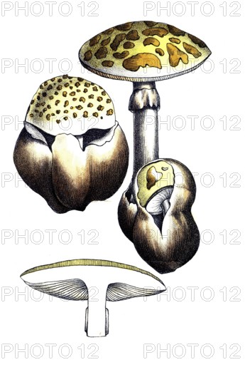 European poisonous plants, cone-hind or pointed leaf mushroom, Amanita virosa, digitally restored reproduction from a 19th century model, exact date of presentation unknown, historical