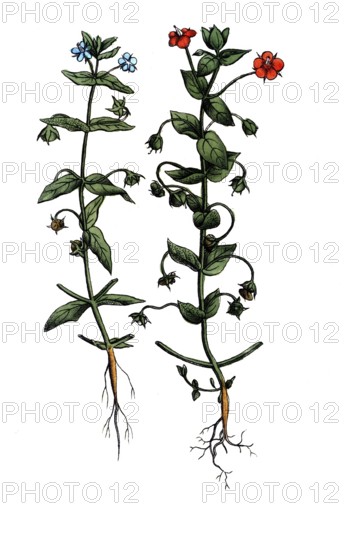 European poisonous plants, field gauchheil, Anagallis arvensis, digitally restored reproduction from a 19th century model, exact date of presentation unknown, historical