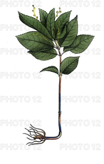 European poisonous plants, wild ginger herb, Mercurialis perennis, digitally restored reproduction from a 19th century original, exact date of presentation unknown, historical