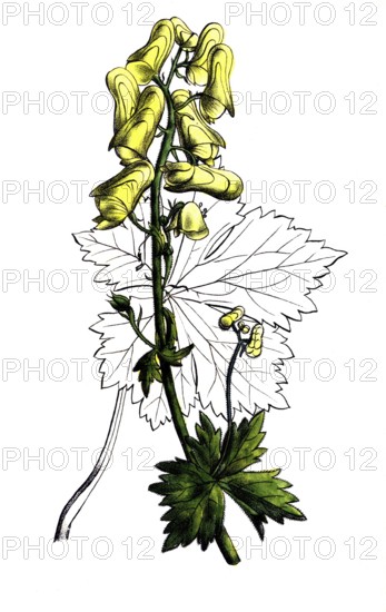 European poisonous plants, wolf aconite, Aconitum lycoctonum, syn. A. vulparia, digitally restored reproduction from a 19th century model, exact date of depiction unknown, historical