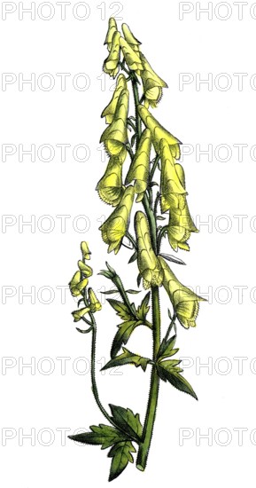 European poisonous plants, Aconitum thelyphonumi, old name (synonym) for Aconitum lycoctonum subsp. vulparia, wolfsbane or yellow monkshood, digitally restored reproduction from a 19th century original, exact date of depiction unknown, historical