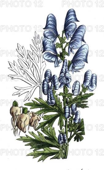 European poisonous plants, garden aconite, Aconitum x cammarum, digitally restored reproduction from a 19th century model, exact date of presentation unknown, historical