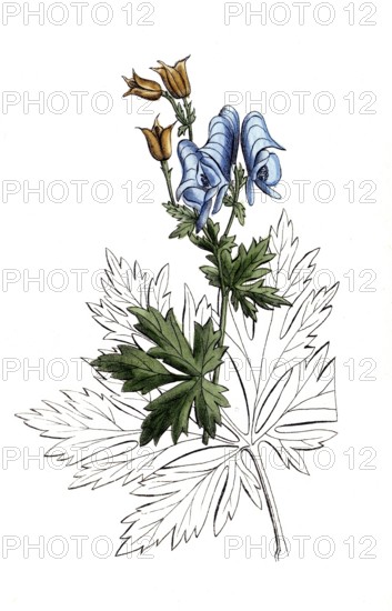 European poisonous plants, Aconitum nasutum, long-nosed aconite, digitally restored reproduction from a 19th century original, exact date of presentation unknown, historical