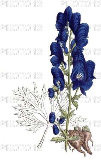 European poisonous plants, aconite störkianum, aconite variant, digitally restored reproduction from a 19th century original, exact date of presentation unknown, historical