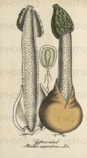European poisonous plants, common stinkhorn, Phallus impudicus, authentic, digitally restored reproduction from a 19th century original, Eduard Winkler (1799-1862), book All poisonous plants in Germany, exact date of depiction unknown, historical