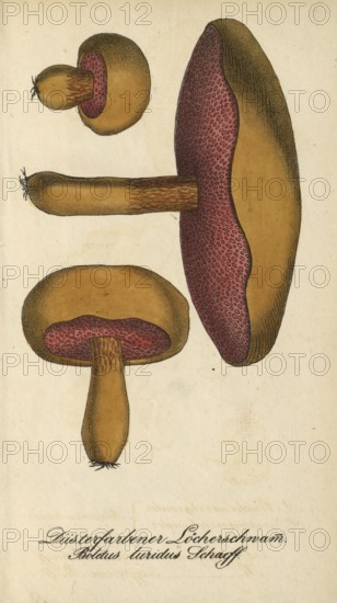 European poisonous plants, Lurid bolete, Suillellus luridus, syn. Boletus luridus, authentic, digitally restored reproduction from a 19th century original, Eduard Winkler (1799-1862), book All poisonous plants in Germany, exact date of illustration unknown, Historical