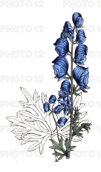 European poisonous plants, Aconitum neubergense, form of blue aconite Aconitum napellus, digitally restored reproduction from a 19th century model, exact date of presentation unknown, historical