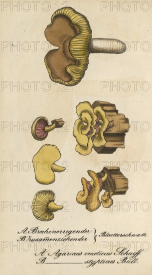 European poisonous plants, poisonous russula, leaf sponge, Agaricus emeticus, authentic, digitally restored reproduction from a 19th century original, Eduard Winkler (1799-1862), book All poisonous plants in Germany, exact date of depiction unknown, historical