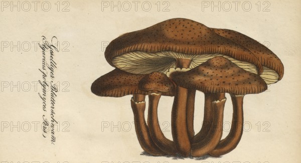 European poisonous plants, Armillaria polymyces or Honey fungus, Armillaria ostoyae, syn. Armillaria polymyces, Armillaria solidipes, authentic, digitally restored reproduction from a 19th century original, Eduard Winkler (1799-1862), book All poisonous plants in Germany, exact date of illustration unknown, Historical