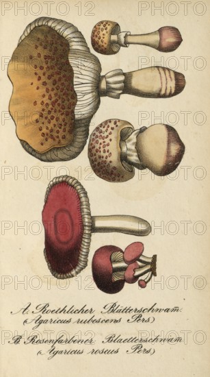 European poisonous plants, pink radish helminth, Agaricus roseus and Agaricus subescens, reddish leaf sponge, authentic, digitally restored reproduction from a 19th century original, Eduard Winkler (1799-1862), book All poisonous plants in Germany, exact date of depiction unknown, historical