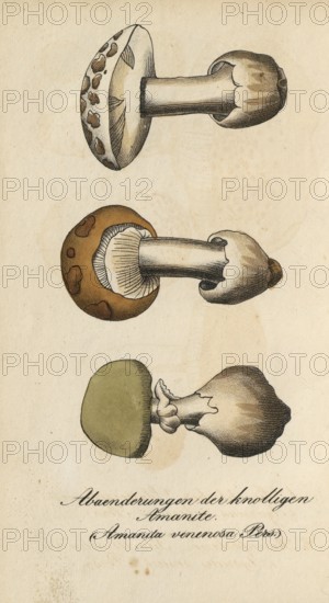 European poisonous plants, cone hat or pointed hat tuberous mushroom, Amanita virosa, authentic, digitally restored reproduction from a 19th century original, Eduard Winkler (1799-1862), book All poisonous plants in Germany, exact date of depiction unknown, historical