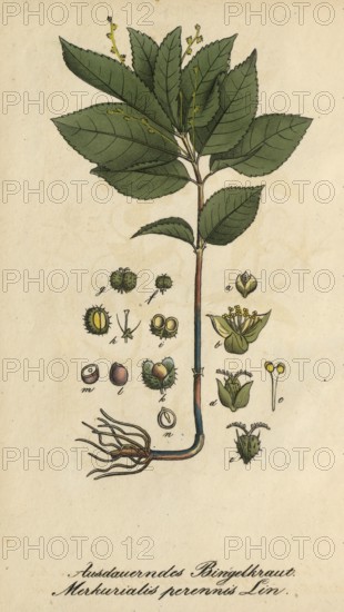 European poisonous plants, forest bindweed, Mercurialis perennis, authentic, digitally restored reproduction from a 19th century model, Eduard Winkler (1799-1862), book All poisonous plants in Germany, exact date of depiction unknown, historical