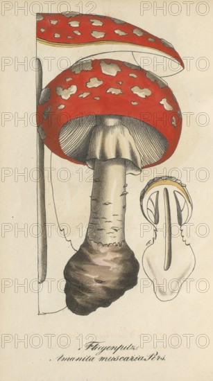 European poisonous plants, fly agaric, Amanita muscaria, authentic, digitally restored reproduction from a 19th century original, Eduard Winkler (1799-1862), book All poisonous plants in Germany, exact date of depiction unknown, historical