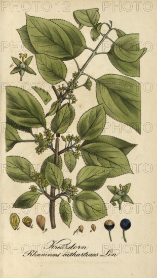 European poisonous plants, Purgier's buckthorn, Rhamnus cathartica, authentic, digitally restored reproduction from a 19th century original, Eduard Winkler (1799-1862), book All poisonous plants in Germany, exact date of depiction unknown, historical