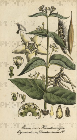 European poisonous plants, white swallowwort, Cynanchum vincetoxicum, authentic, digitally restored reproduction from a 19th century original, Eduard Winkler (1799-1862), book All poisonous plants in Germany, exact date of illustration unknown, historical