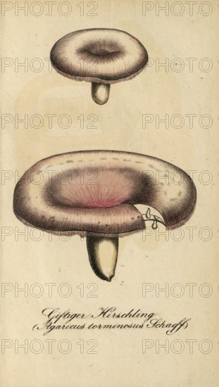 European poisonous plants, birch spleenwort, Lactarius torminosus, Agaricus torminosus, authentic, digitally restored reproduction from a 19th century original, Eduard Winkler (1799-1862), book All poisonous plants in Germany, exact date of illustration unknown, historical