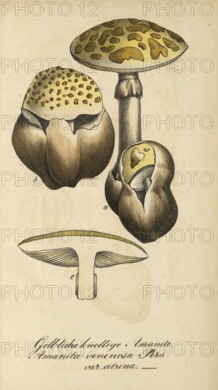 European poisonous plants, cone hat or pointed hat button mushroom, Amanita virosa, authentic, digitally restored reproduction from a 19th century original, Eduard Winkler (1799-1862), book All poisonous plants in Germany, exact date of depiction unknown, historical