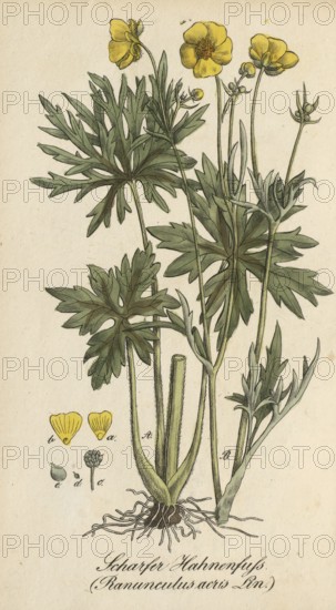 European poisonous plants, Ranunculus acris, authentic, digitally restored reproduction from a 19th century model, Eduard Winkler (1799-1862), book All poisonous plants in Germany, exact date of depiction unknown, historical