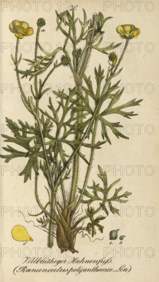 European poisonous plants, many-flowered buttercup, Ranunculus polyanthemos, authentic, digitally restored reproduction from a 19th century original, Eduard Winkler (1799-1862), book All poisonous plants in Germany, exact date of depiction unknown, historical