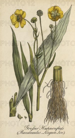 European poisonous plants, tongue buttercup, Ranunculus lingua, authentic, digitally restored reproduction from a 19th century original, Eduard Winkler (1799-1862), book All poisonous plants in Germany, exact date of depiction unknown, historical
