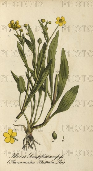 European poisonous plants, Ranunculus flammula, authentic, digitally restored reproduction from a 19th century original, Eduard Winkler (1799-1862), book All poisonous plants in Germany, exact date of depiction unknown, historical