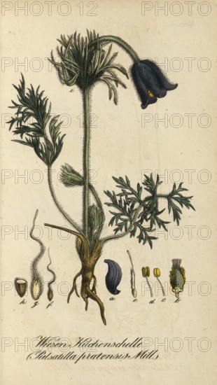 European poisonous plants, meadow pasque flower, pasque flower, Pulsatilla pratensis subsp. pratensi, authentic, digitally restored reproduction from a 19th century original, Eduard Winkler (1799-1862), book All poisonous plants in Germany, exact date of illustration unknown, historical