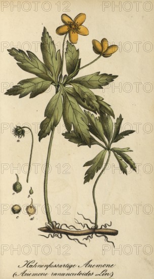 European poisonous plants, Yellow Anemone, Anemone ranunculoides, authentic, digitally restored reproduction from a 19th century original, Eduard Winkler (1799-1862), book All poisonous plants in Germany, exact date of depiction unknown, historical