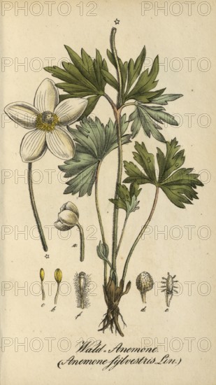 European poisonous plants, wood anemone, Anemone sylvestris, authentic, digitally restored reproduction from a 19th century model, Eduard Winkler (1799-1862), book All poisonous plants in Germany, exact date of depiction unknown, historical