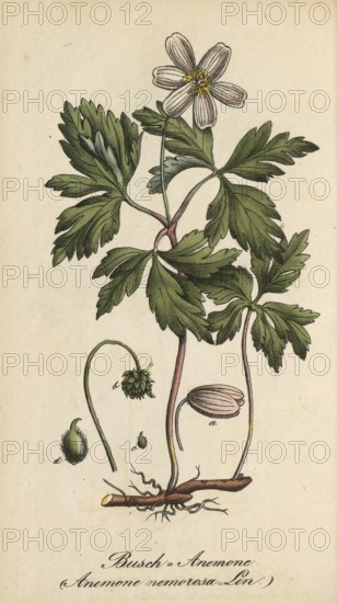 European poisonous plants, Anemone nemorosa, wood anemone, authentic, digitally restored reproduction from a 19th century model, Eduard Winkler (1799-1862), book All poisonous plants in Germany, exact date of depiction unknown, historical