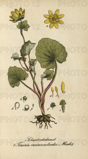 European poisonous plants, lesser celandine, Ficaria verna, synonym: Ranunculus ficaria L, also known as figwort or spring lesser celandine, authentic, digitally restored reproduction from a 19th century original, Eduard Winkler (1799-1862), book All poisonous plants in Germany, exact date of depiction unknown, historical
