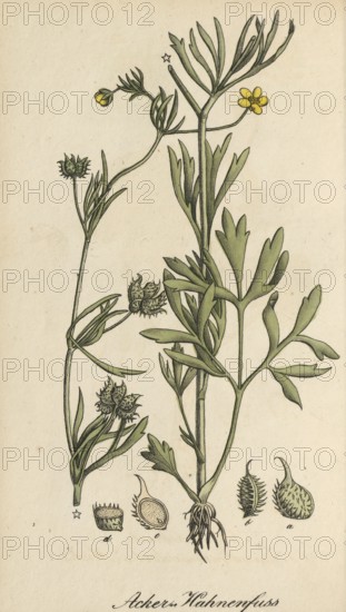 European poisonous plants, Ranunculus arvensis, authentic, digitally restored reproduction from a 19th century model, Eduard Winkler (1799-1862), book All poisonous plants in Germany, exact date of depiction unknown, historical