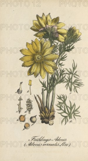 European poisonous plants, spring adonis or spring adonis, Adonis vernalis, authentic, digitally restored reproduction from a 19th century model, Eduard Winkler (1799-1862), book All poisonous plants in Germany, exact date of depiction unknown, historical