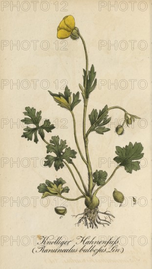 European poisonous plants, Ranunculus bulbosus, authentic, digitally restored reproduction from a 19th century original, Eduard Winkler (1799-1862), book All poisonous plants in Germany, exact date of depiction unknown, Historical