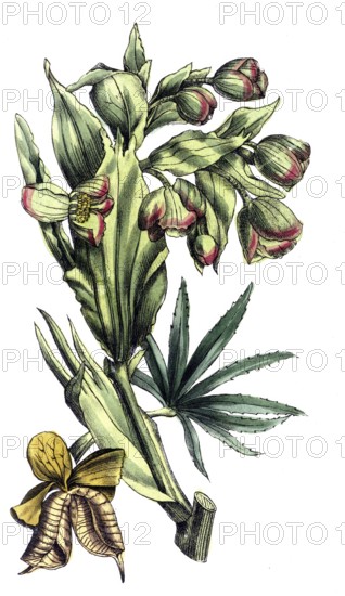 European poisonous plants, smelly hellebore, Helleborus foetidus, digitally restored reproduction from a 19th century original, exact date of presentation unknown, historical