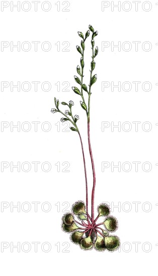 European poisonous plants, round-leaf sundew, Drosera rotundifolia, digitally restored reproduction from a 19th century model, exact date of presentation unknown, historical