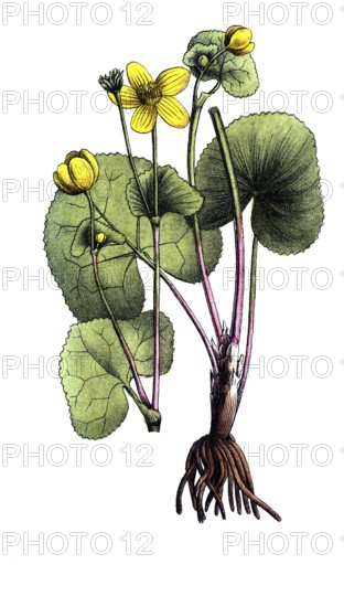 European poisonous plants, marsh marigold, Caltha palustris, digitally restored reproduction from a 19th century original, exact date of depiction unknown, historical