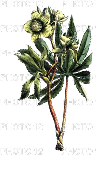 European poisonous plants, green hellebore, Helleborus viridis, digitally restored reproduction from a 19th century original, exact date of presentation unknown, historical