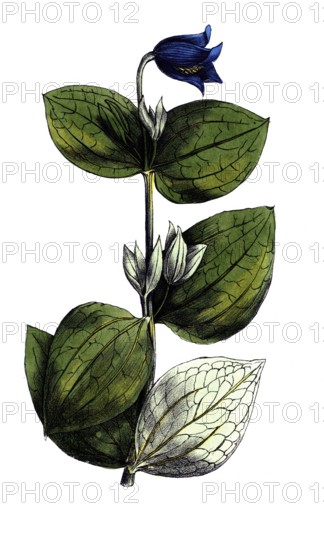 European poisonous plants, perennial clematis, clematis integrifolia, digitally restored reproduction from a 19th century original, exact date of presentation unknown, historical