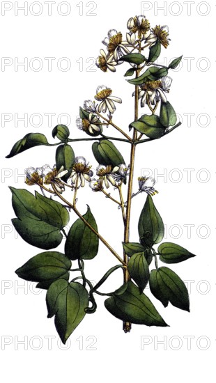 European poisonous plants, common clematis, clematis vitalba, digitally restored reproduction from a 19th century original, exact date of presentation unknown, historical