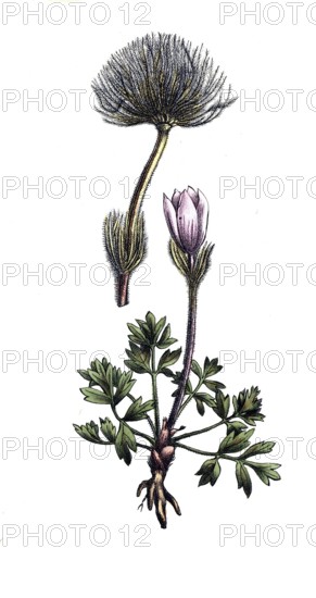 European poisonous plants, spring cowbell, pulsatilla vernalis, digitally restored reproduction from a 19th century model, exact date of presentation unknown, historical