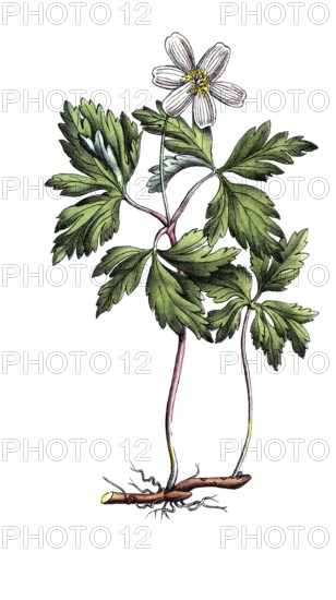 European poisonous plants, anemone nemorosa, bush anemone, digitally restored reproduction from a 19th century original, exact date of presentation unknown, historical