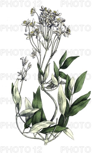 European poisonous plants, upright clematis, clematis recta, digitally restored reproduction from a 19th century model, exact date of depiction unknown, historical