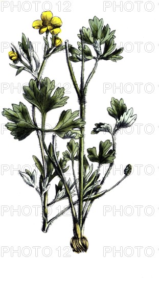 European poisonous plants, Ranunculus sardous, rough-haired buttercup, digitally restored reproduction from a 19th century original, exact date of presentation unknown, historical